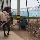 A horse helps a man who fell off his wheelchair