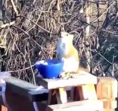 ? Squirrel gets lit on fermented pears