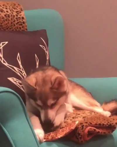 I think our dog is haunted