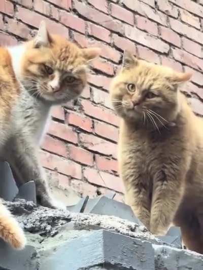 Dude speaks CAT!