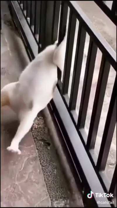 The cat thought hes gonna die for a moment?