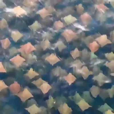 ? A group of rays swimming