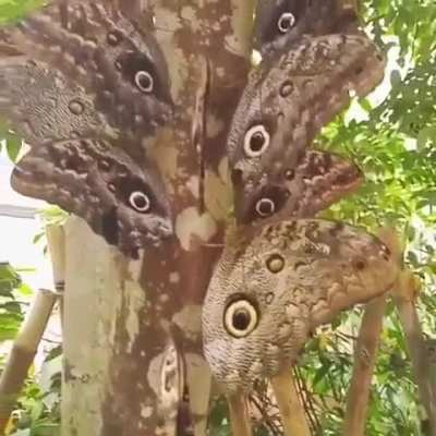 ?Giant owl butterflies (Caligo eurilochus) are named for the owl-like eye spots on their wings that make predators think twice before attacking