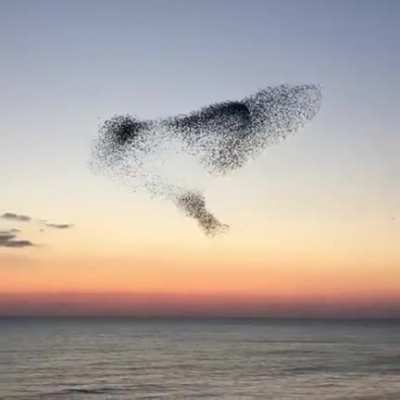 ? Aerial ballet
