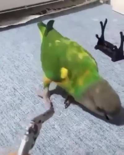 pop goes the birdie
