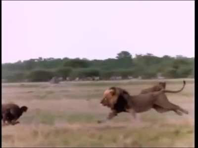 ?Ntwadumela - The Lion in his prime, hunts down the new leader of the Hyena clan?