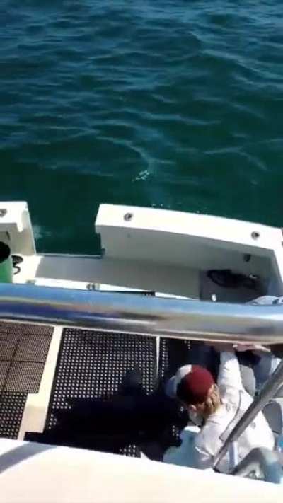 ? World's fastest shark jumps aboard