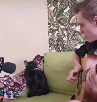 Cat sings the blues. Inst: @inficats