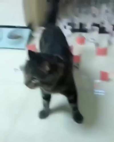 Cats are air