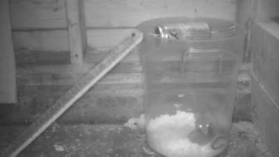 mother rat rescues her babies from trap