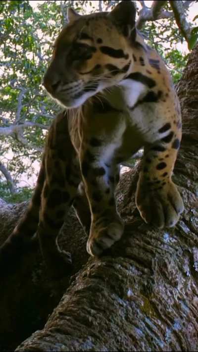 ? Very rare wild Clouded Leopard caught on trapcam