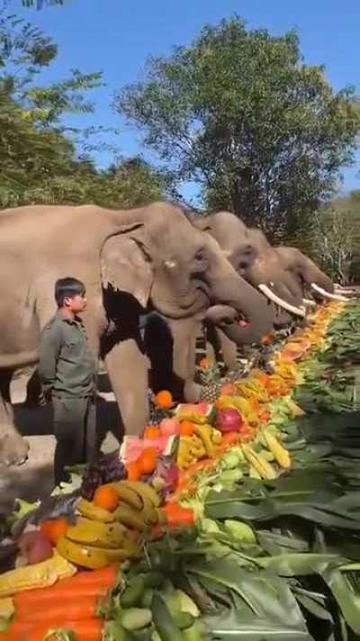 ? Fruit Feast