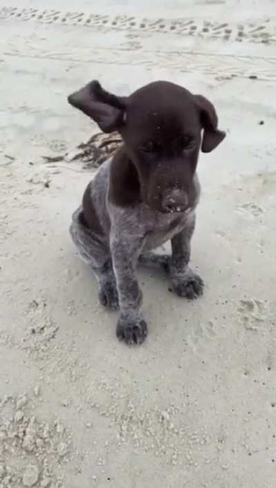 The cutest lil pup that made me say aww out loud??