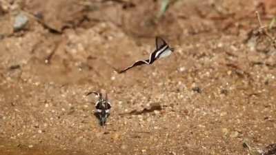 The dragontail butterflies wings