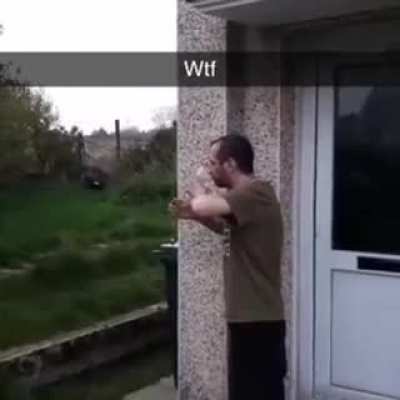 dragon (original from r/whatcouldvegonewrong)