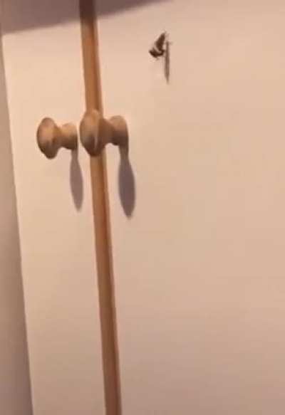 Just 2 insects mating
