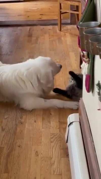 They want to play but are trying their best to be gentle with each other