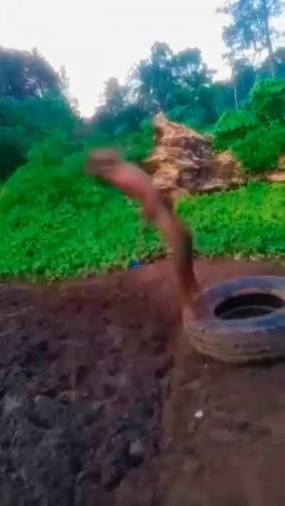 That double back flip to the ground.