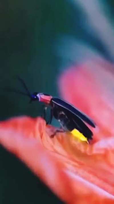 ? Fireflies are just one of the coolest things about nature.