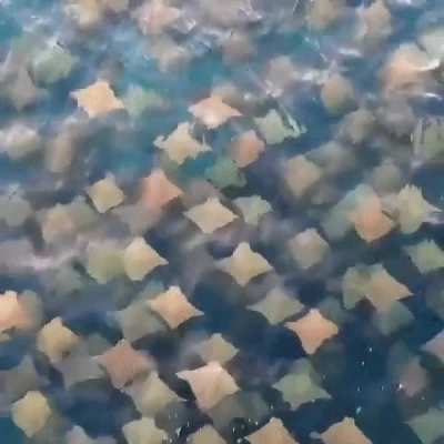 ? The stingray migrations look like confetti-