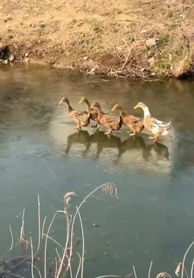 These ducks breaking through a layer of ice
