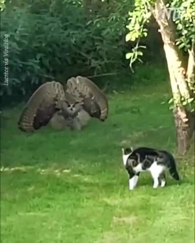 ? owl warning cat to keep away