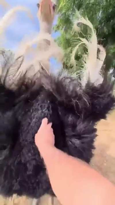 The mating dance of an ostrich ? IG bragamarconi