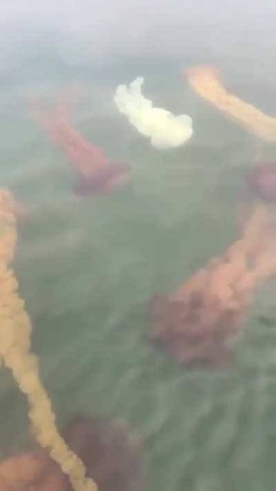 ? No swimming today -Jellyfish