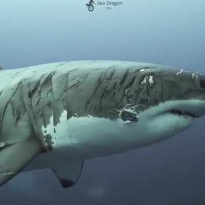 ? A battered shark covered in scars and wounds seen off the coast of Australia in 2021