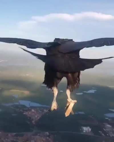 ? Black Vulture takes a short break high up in the air with a Paraglider...