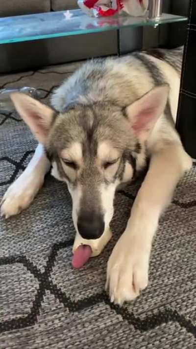 7 months later and Dexter still does the thing with the bone ? ?