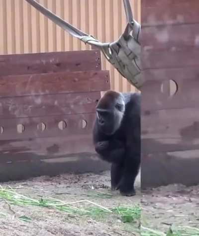 Gorilla mom spits water at annoying son. ?