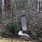 It was just another normal day for this squirrel until its life spun out of control