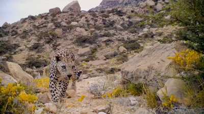 ?A rare sighting of the critically endangered Arabian Leopard, recorded in the Dhofar Mountains in southern Oman?