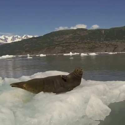 ? Seal sleeping on an iceberg getting startled by a kayaker ?