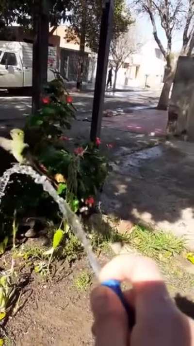? Hummingbird playing in the stream of water from a hose