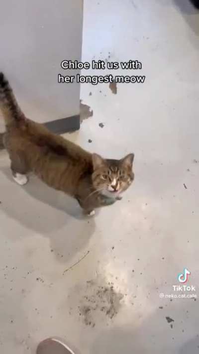 "My longest meowboy ever"