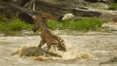 Distracted zebra