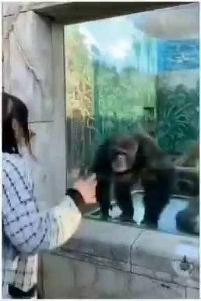 Which one is Chimpanzee?