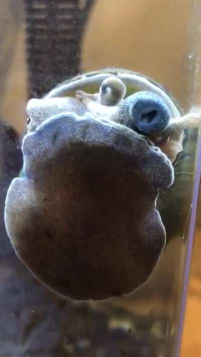 ? This pond snail eating (crossposted from aquarium)