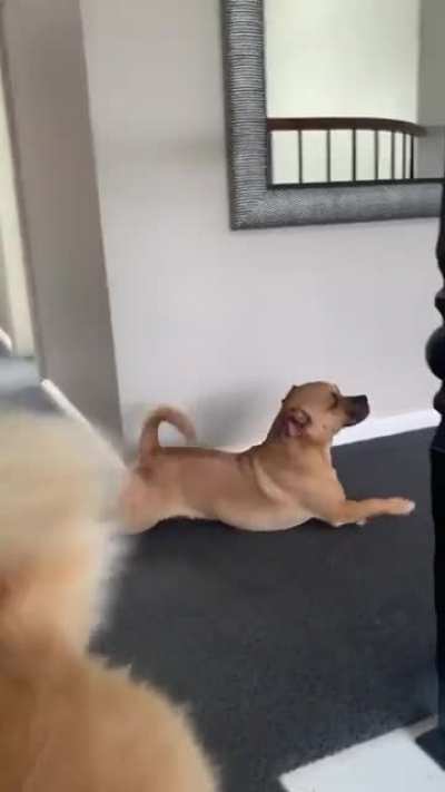 Hey Corgi! How can you walk like this? ? Credit to @Dustinpup.