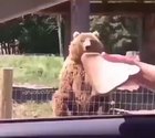 Bear catching a piece of bread like it’s done it a million times