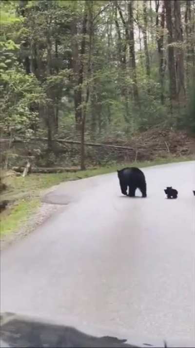 ? Black Bear making sure all her cubs cross the road safely ?