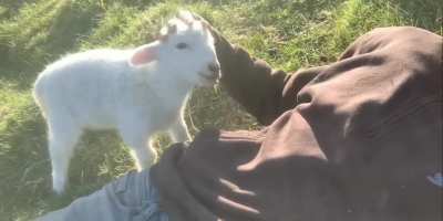 Cute little Lamb wants attention!!?