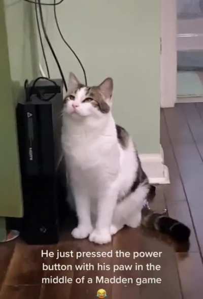 Cat shuts off gaming console in middle of the game!