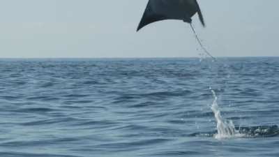 ? Manta Rays Migration to the western coast of Mexico