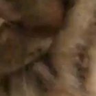 Cat is hungry