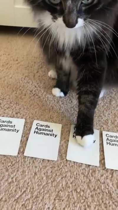 cats are wild