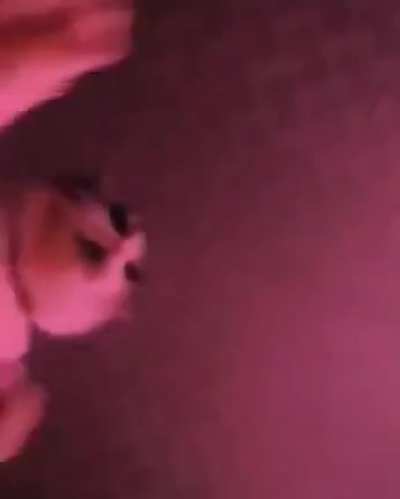 Meow_irl