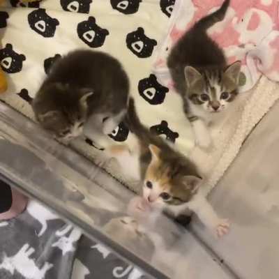 Distinct meows